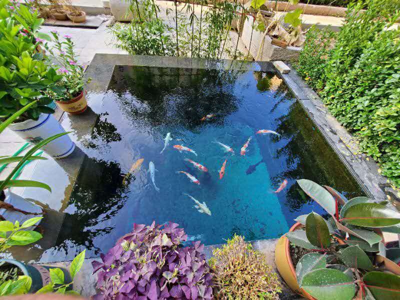 濟(jì)寧藝水芳源魚(yú)池過(guò)濾器客戶實(shí)地效果展示