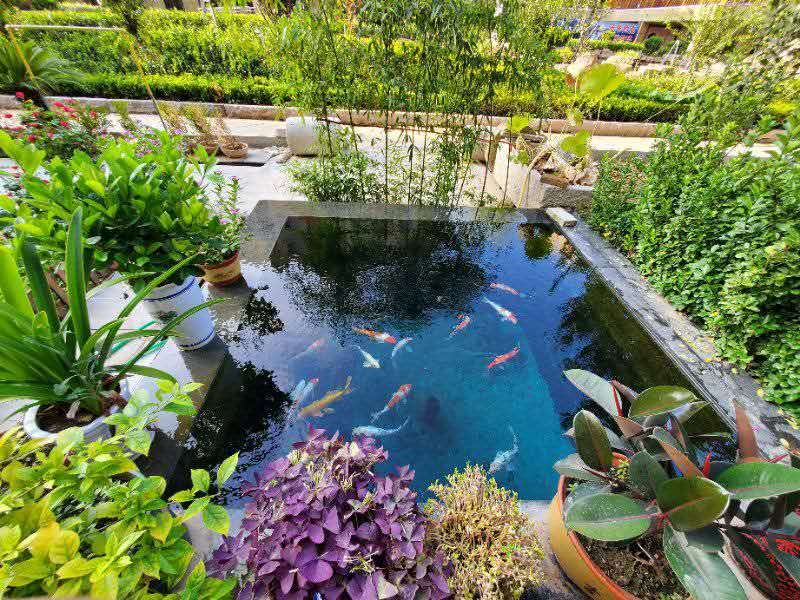 什么是既適合錦鯉生長又能夠給我們提供良好觀賞條件的水呢？